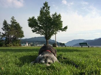 View of a dog on field
