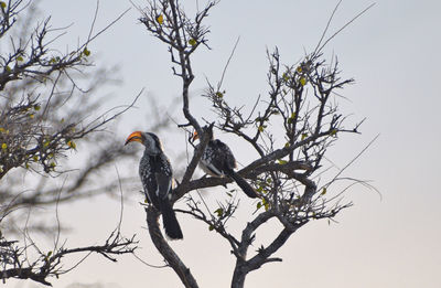 Low angle view of bird perching on branch