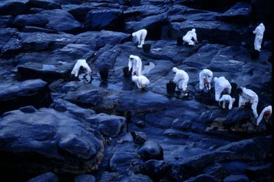 Birds in water