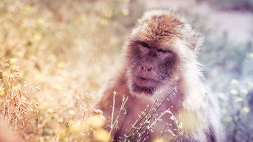 Close-up of monkey on field