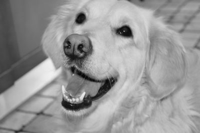 Close-up portrait of dog at home