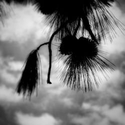 Low angle view of silhouette plant against sky