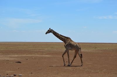 Side view of horse standing on landscape against blue sky