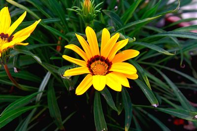Close-up of yellow flower in park
