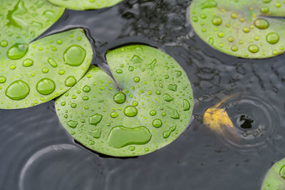 High angle view of raindrops on leaf