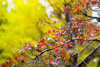 Close-up of flowers on tree