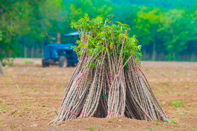 The cassava farm at the countryside of thailand