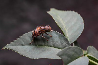 Close-up of insect on leaf