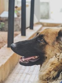 Close-up of dog looking away