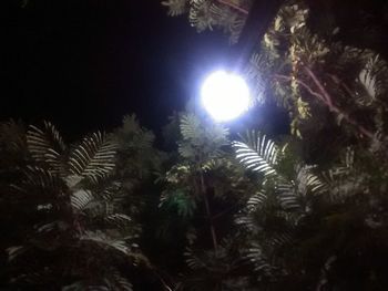 Low angle view of palm trees