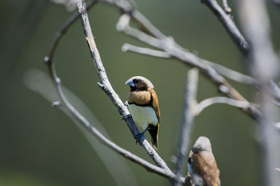 Close-up of bird perching on branch