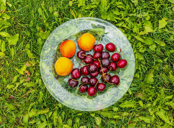 High angle view of fruits on field