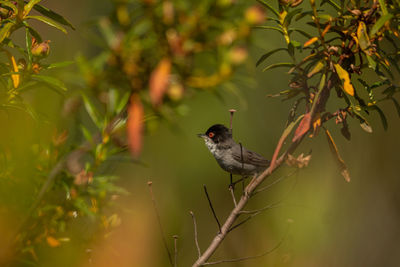 Bird perching on a branch