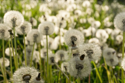 Close-up of white flowering plants on field