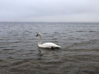 Swan floating on the sea