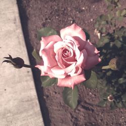 Close-up of rose blooming outdoors