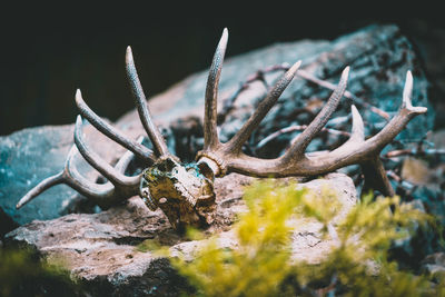 Close-up of deer on rock