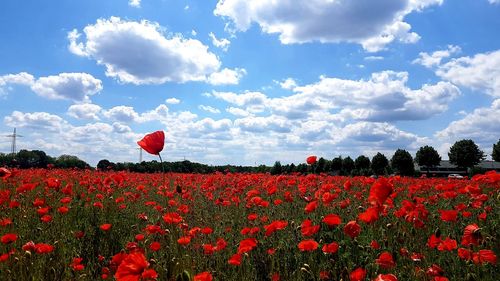 Red poppies growing on field against sky