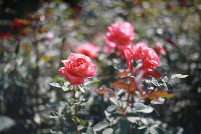 Close-up of red flowers blooming outdoors