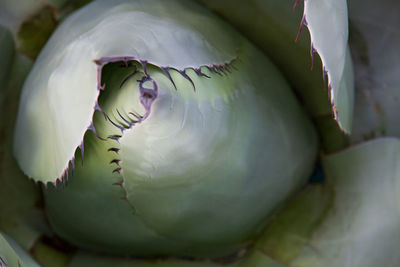 Full frame shot of succulent