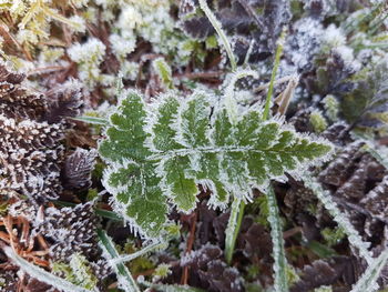 Close-up of frozen plants during winter