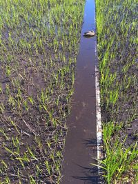 Plants growing in water