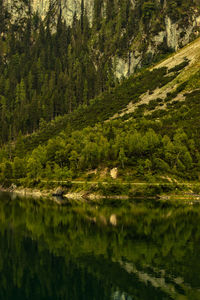 Scenic view of lake by trees in forest