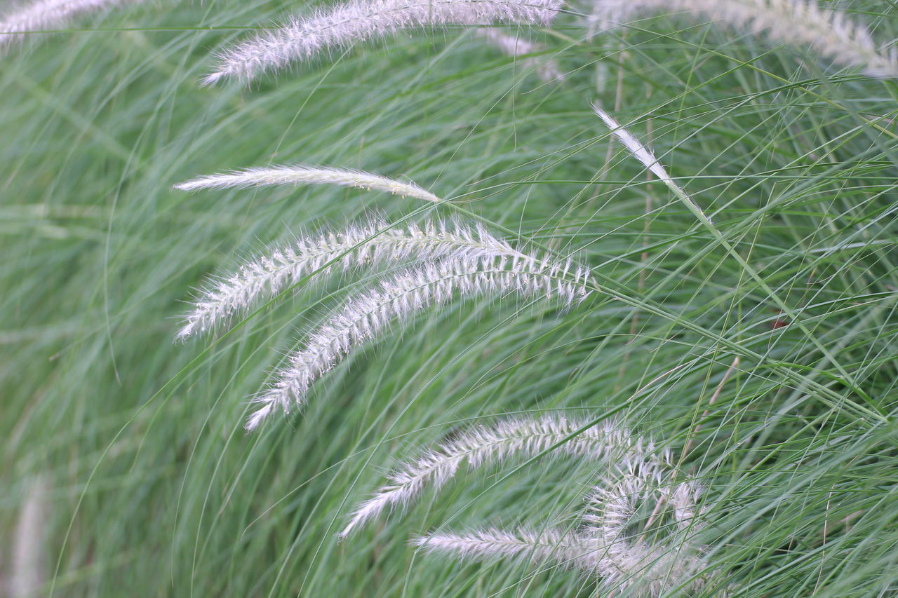 CLOSE-UP OF FRESH GREEN PLANTS