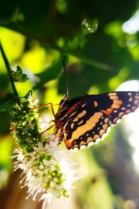 Close-up of butterfly pollinating on flower