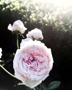 Close-up of white rose blooming outdoors