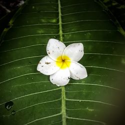 Close-up of flower growing on plant