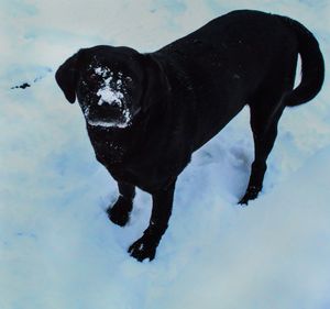 Black dog standing in snow