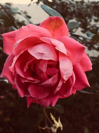 Close-up of pink rose blooming outdoors