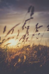 Close-up of wheat growing on field at sunset