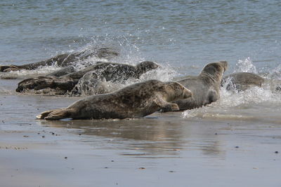 Seals wading into water