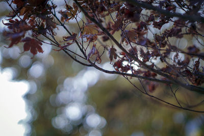 Low angle view of cherry blossoms in spring
