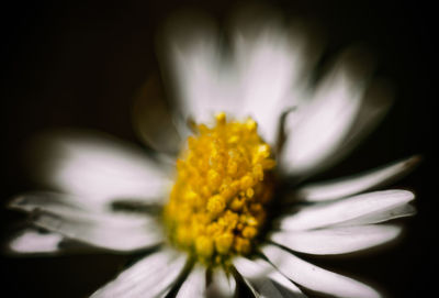 Close-up of fresh white flower against black background