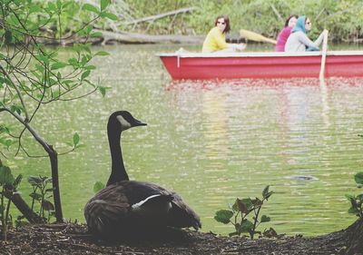 Two birds in a lake