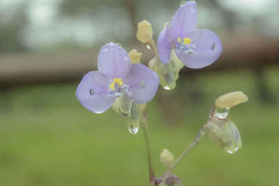 Close-up of water drops on purple flowering plant