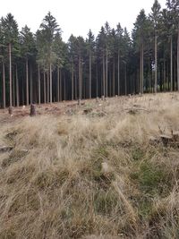 Panoramic shot of trees on field against sky