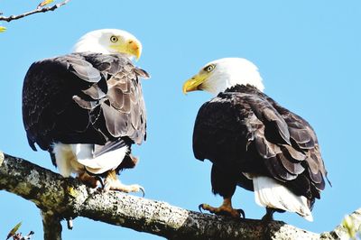 Low angle view of eagle perching on tree