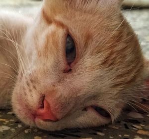 Close-up of cat