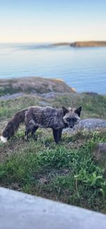 Sliver fox, over looking signal hill
