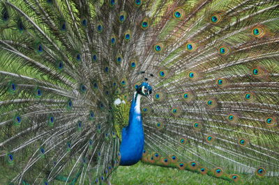 peacock