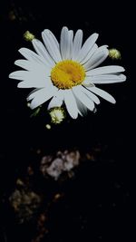 Close-up of white cosmos flower blooming against black background