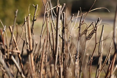 Close-up of stalks in field