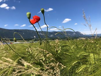 Plants growing on field against sky