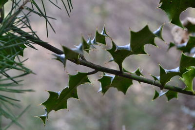 Close-up of succulent plant