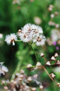 Close-up of white dandelion flower on field