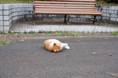 Cat sleeping on bench in city
